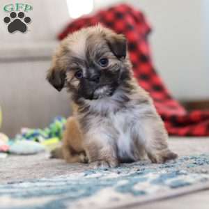 Taylor, Lhasa Apso Puppy